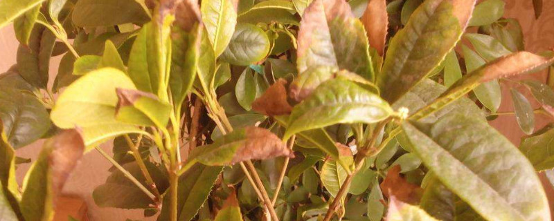 桂花葉子發(fā)黃怎么辦