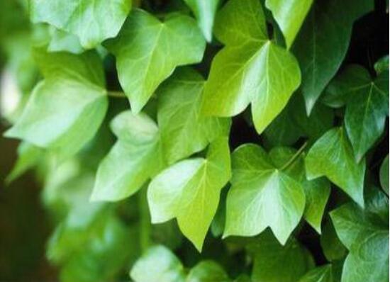 常春藤扦插步驟圖解，老農(nóng)總結(jié)六點最最簡易的基本步驟