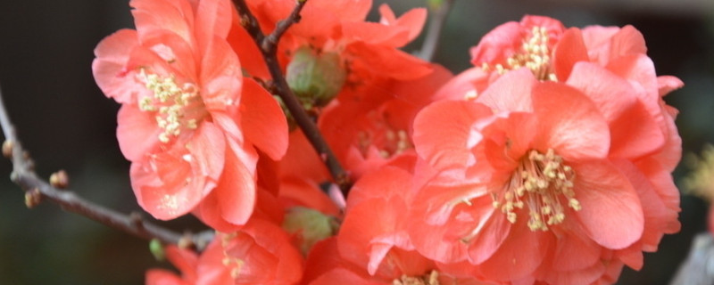 梅花樹葉枯萎補(bǔ)救辦法