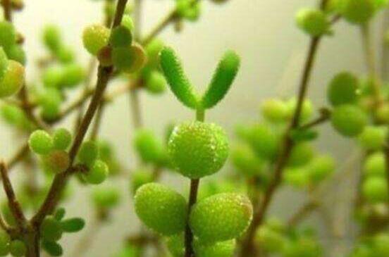 碧光環(huán)怎么種，保持盆土微濕潤/秋季種植存活率高