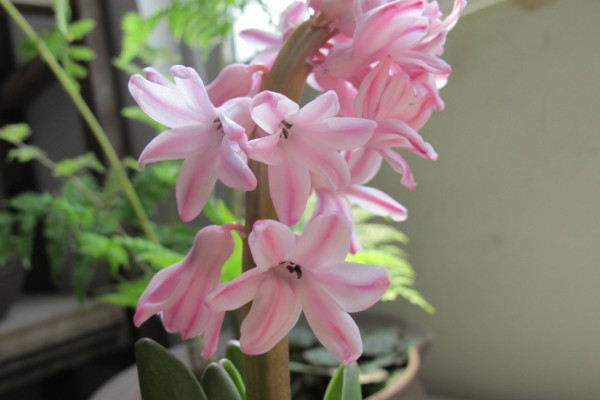 風信子開完花后怎么處理，包裹冷藏來年煥活復花