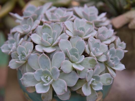 寶石花應(yīng)該怎么養(yǎng)，只要全面掌握五個(gè)要點(diǎn)生長(zhǎng)無(wú)憂(yōu)