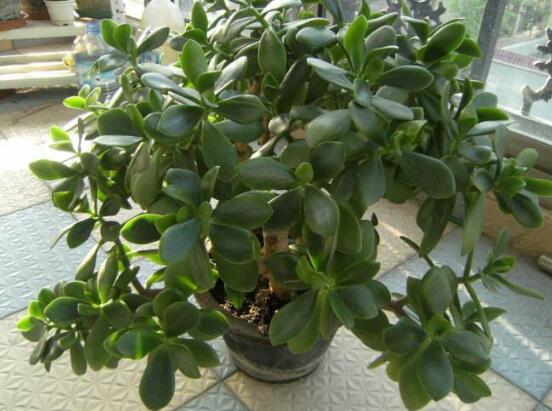 盆栽玉樹怎么養(yǎng)護(hù)，老農(nóng)總結(jié)七大養(yǎng)護(hù)方法