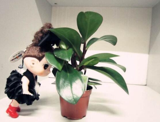 紫邊碧玉的養(yǎng)殖方法，老農總結的七個基本方法