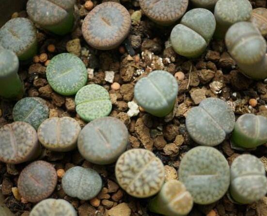 生石花有多少品種，欣賞最好看的六大品種