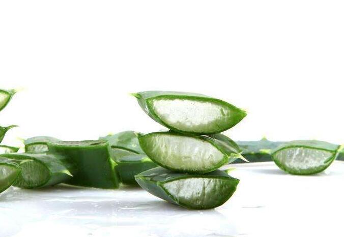 蘆薈一片葉子能栽活嗎，可以/但是要遵循科學(xué)的杵插方法