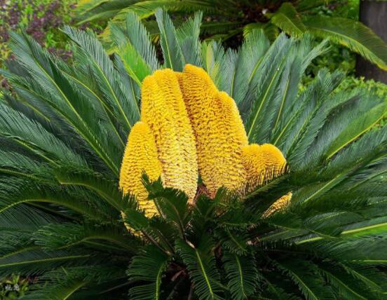 鐵樹(shù)開(kāi)花是吉還是兇，預(yù)示生活美滿、大吉大利(吉兆)