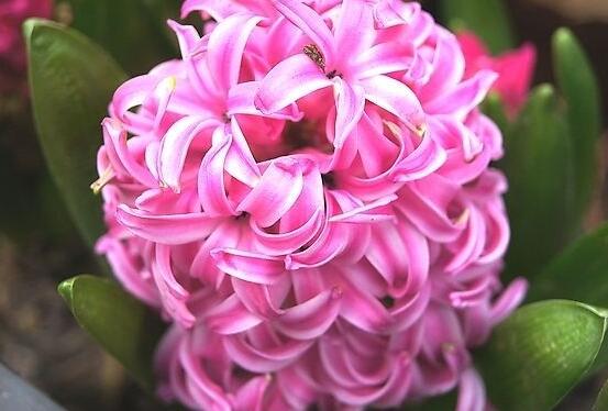 風信子象征著什么意思，重生的愛/不同花色不同象征意義