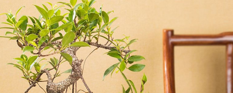 怎樣使虎皮榕長(zhǎng)得快