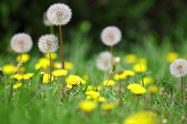 蒲公英的傳播方式，種子隨風傳播