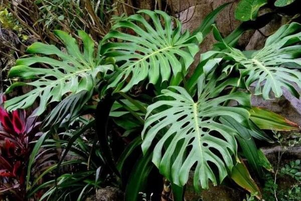 龜背竹有毒么，毒性主要來源于它的汁液