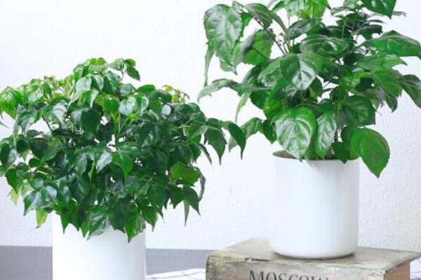 幸福樹葉尖發(fā)黑掉葉子，主要是這幾種原因造成的