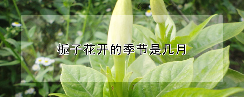 梔子花開的季節(jié)是幾月