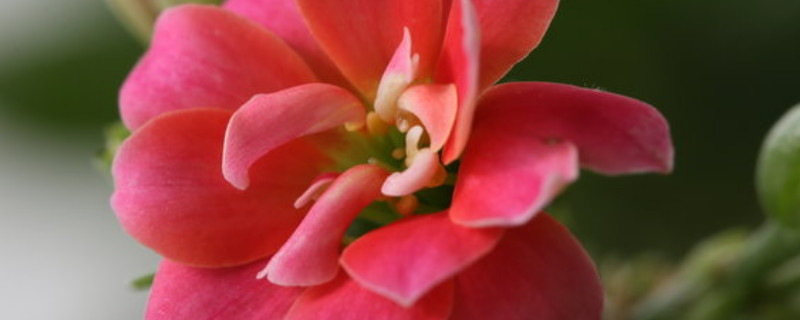 長(zhǎng)壽花春天開花嗎