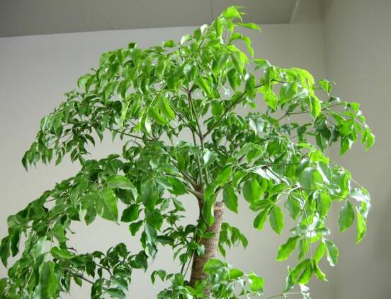 幸福樹的寓意，象征著家庭和美，幸?？鞓? data-p66L=