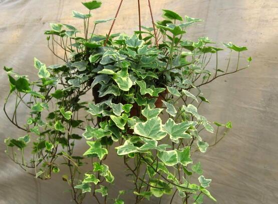 家庭養(yǎng)常春藤常見問題大全，做好六點基本要點即可(生長翠綠)