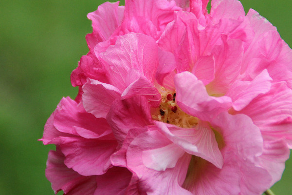 芙蓉花怎么養(yǎng)家庭養(yǎng)法