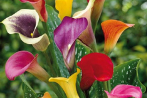 荷蘭馬蹄蓮的養(yǎng)殖方法