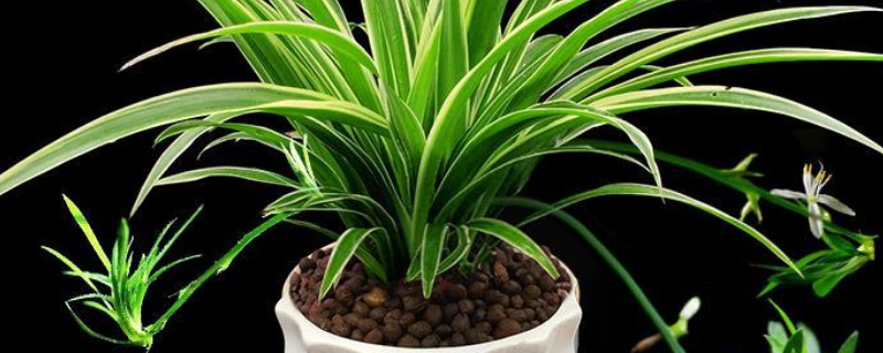 夏季如何養(yǎng)吊蘭