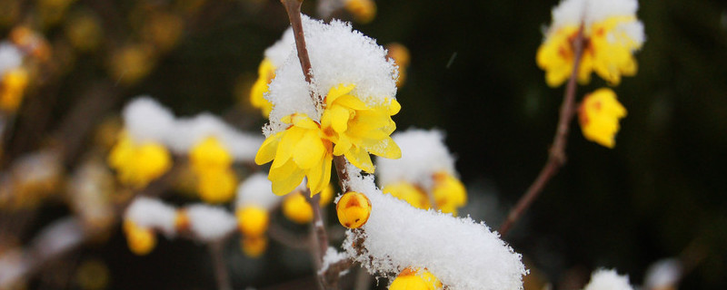 盆栽臘梅好養(yǎng)嗎