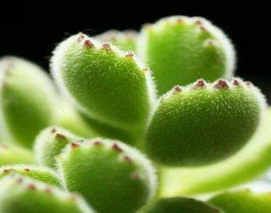 熊童子怎么養(yǎng)才能飽滿，老農(nóng)總結五個重要養(yǎng)護措施