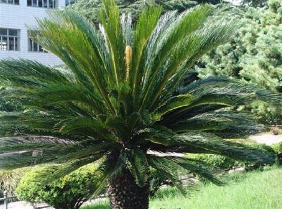 鐵樹(shù)開(kāi)花是吉還是兇，預(yù)示生活美滿、大吉大利(吉兆)