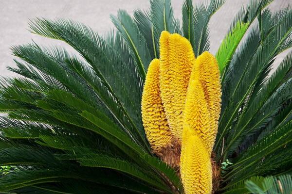 鐵樹(shù)開(kāi)花圖片，開(kāi)花條件以及征兆