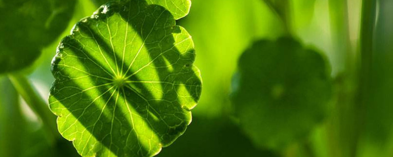 金錢(qián)草和車(chē)前草的區(qū)別