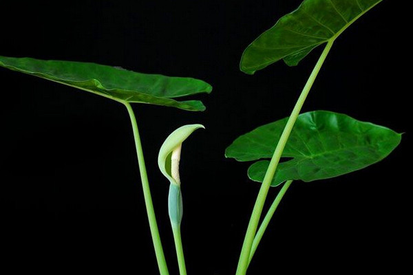 滴水觀音如何越冬