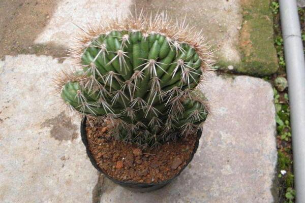 仙人球是怎樣繁殖的，有扦插/嫁接/播種三種方法