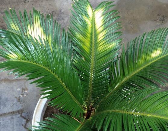 鐵樹葉子發(fā)黃怎么辦，鐵樹葉子發(fā)黃解決辦法