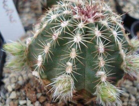 仙人球用什么土養(yǎng)好，兩份壤土兩份腐葉土三份粗沙進(jìn)行配置