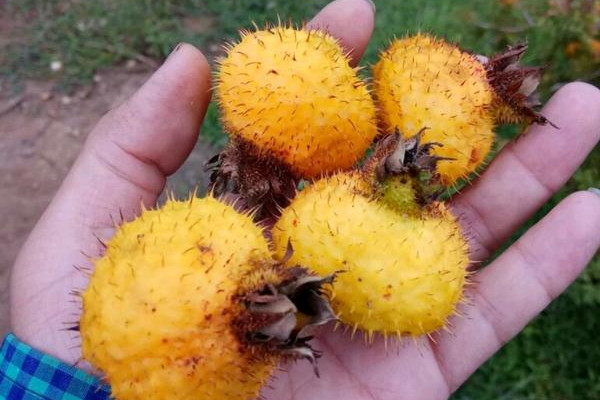 金櫻子名字的由來(lái)