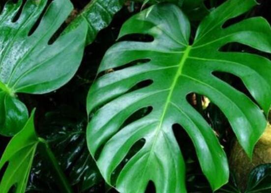 小龜背竹有毒嗎，毒性較輕/避免接觸汁液即可