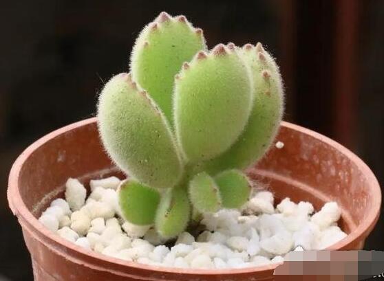 熊童子葉子發(fā)軟怎么辦，總結(jié)最實用三種解決方法