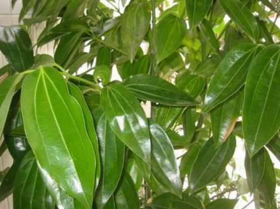 平安樹(shù)葉子發(fā)黑是怎么回事，三種原因以及解決方法