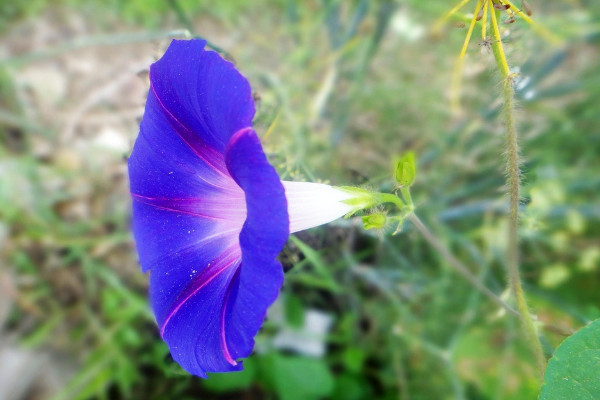 牽?；ㄅ柙匀菀组_花嗎