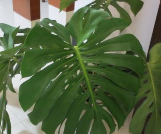 龜背竹黑斑病怎么辦，及時(shí)摘除病葉、噴灑藥物/保持通風(fēng)透氣