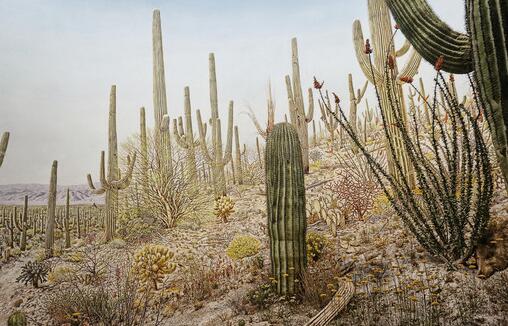 仙人掌為什么會(huì)長刺，為了減少蒸騰作用保持自身水分
