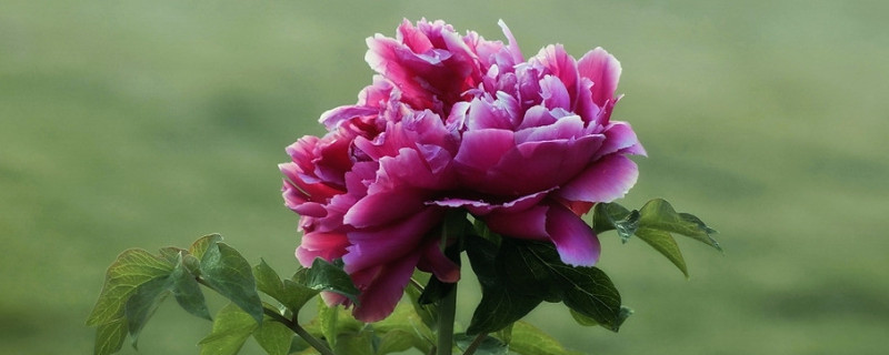 牡丹花爛根怎么補(bǔ)救