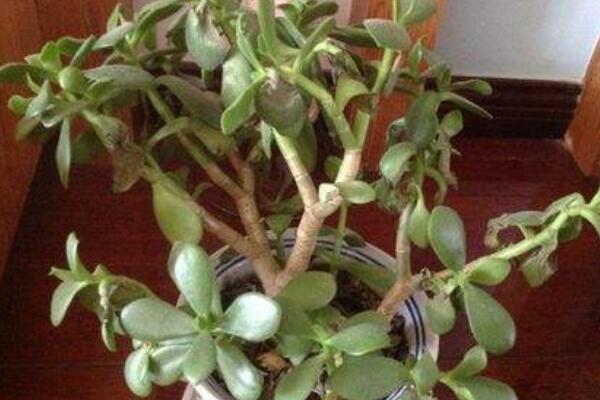 玉樹(shù)怎么水培發(fā)根