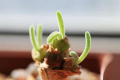 碧光環(huán)怎樣繁殖，詳解碧光環(huán)如何扦插與播種