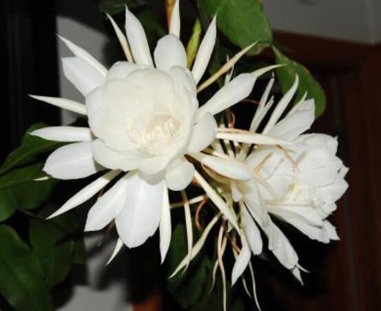 曇花的繁殖方法，盤(pán)點(diǎn)最常見(jiàn)的三種繁殖方法(扦插/播種/嫁接)