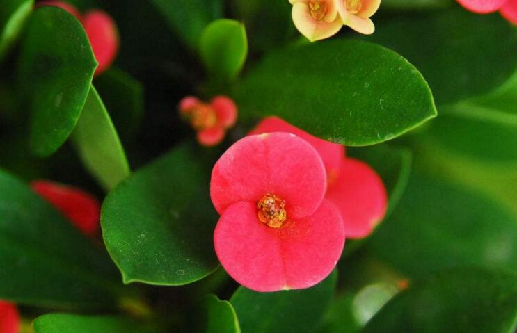 虎刺梅開(kāi)花有毒嗎，有毒/家中有小孩的最好不要栽種