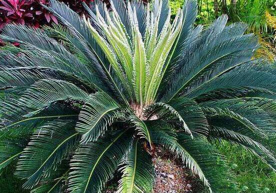 鐵樹品種，細(xì)數(shù)鐵樹最受喜愛八大品種