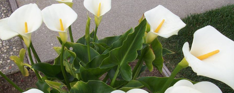 馬蹄蓮花期多長(zhǎng)