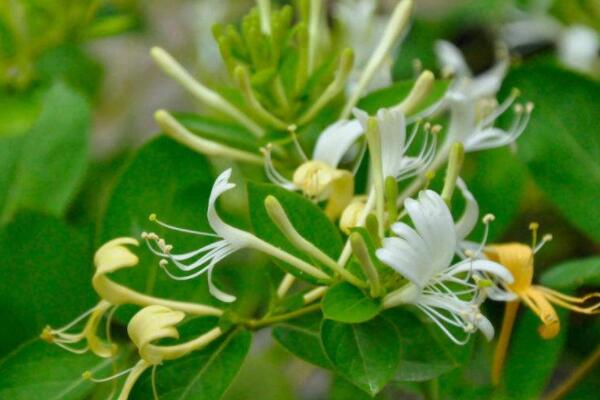 金銀花藤和金銀花區(qū)別