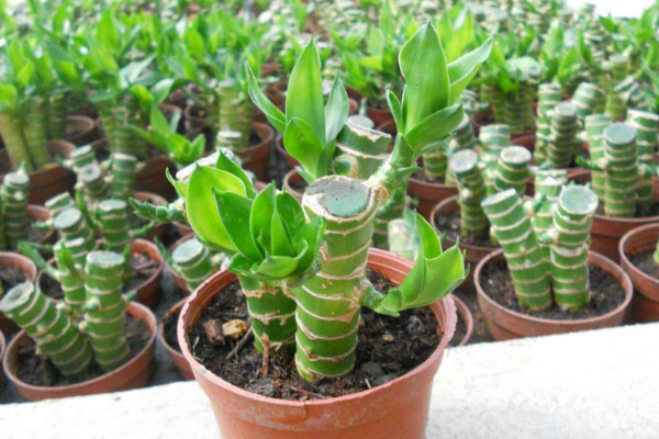 富貴竹可以土養(yǎng)嗎，土培栽植時(shí)間選在4~9月