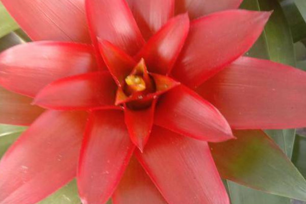 鴻運(yùn)當(dāng)頭不分株可以嗎