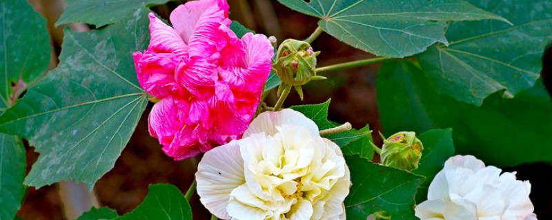 芙蓉花的葉子不好可以剪掉嗎
